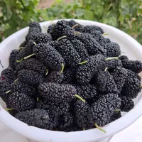 توت سیاه درجه یک