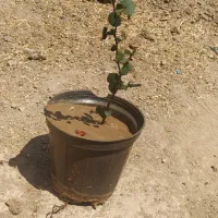 درخت ارغوان صورتی