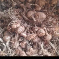 پیاز زعفران زاوه