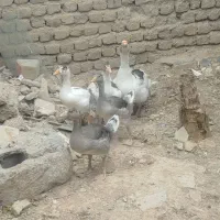 فروش غاز 5عدد