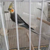 عروس هلندی نر آماده جفت گیری وزیبا