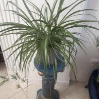 گیاه اپارتمانی