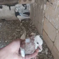 طوقی معاوزه با قناری نر