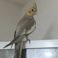 عروس هلندی
