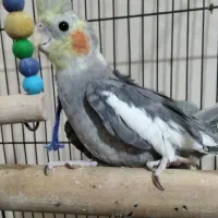 جوجه عروس هلندی سخنگو