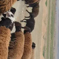 قوچ .شیشک.میش.بره.افشاری