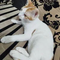 گربه واگذاری