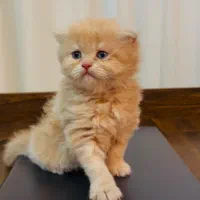 گربه اسکاتیش نر و ماده