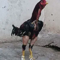 خروس لاری