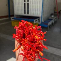 پاپریکا درجه یک لوکس