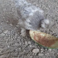 مرغ کرچ