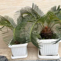 دو عدد سیکاس و دو عدد کاکتوس