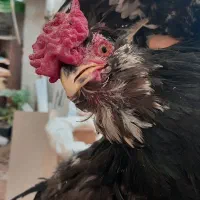 خروس گلین خالص خالص