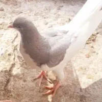 یال الماسی