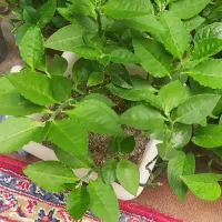 گل‌های زیبا