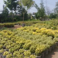 دو نفر نیروی کار تمام وقت جهت کار در باغ گل