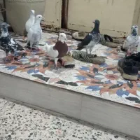 6 عدد کبوتر