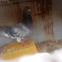 کبوتر سبز پولکی