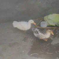 اردک