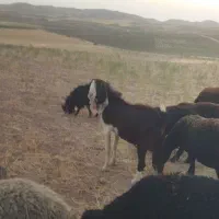 بزنر اسرائیلی