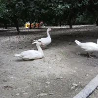 غاز اردک بوقلمون خروس