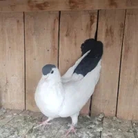 کفتر پلاس ماده یال دم