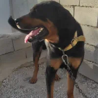 سگ رتفایلر 2سال نیم