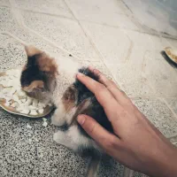 گربه باهوش