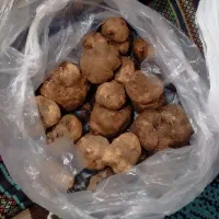 فروش دنبل تازه