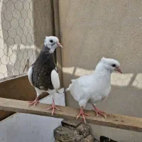 کبوتر رنگی طوقی