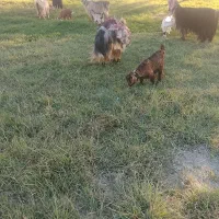 بز بیگ|حیوانات مزرعه|دزفول, |دیوار