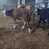 گاونر
