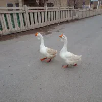 فروش قو غاز لیندا