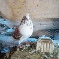 کبوتر
