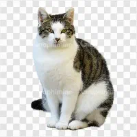 واگذار ی گربهه خونه