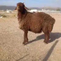 تضمین دام گوسفند‌نر ذبح رایگان