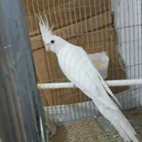 جفت عروس هلندی بالغ