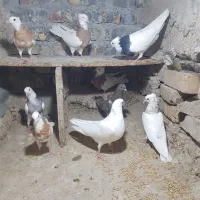 جوجه طوقی الماسی و زرد ونروماده بالغ