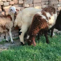 5راس بره پای پروار