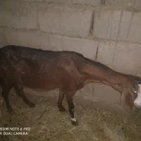 گوسفند فروشی جوان