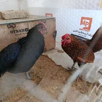 خروس‌ومرغ