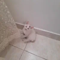 واگذاری بچه گربه