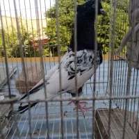 سلام کله سیاه سالم گرفتنی 450