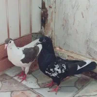 700