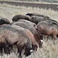 گوسفند شیره دار مال داشت  اول شکم‌ و دوم شکم