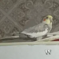 عروس هلندی