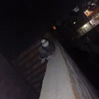 کبوتر شازده