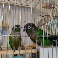 گرینجیک|پرنده|فیرورق, |دیوار