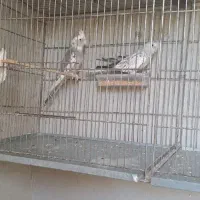 فروش عروس هلندی