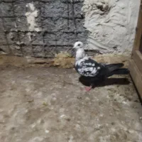 فروش کبوتر
